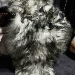 Stunning Dark Tipped Double Skin Icelandic Sheepskin Rug /Throw