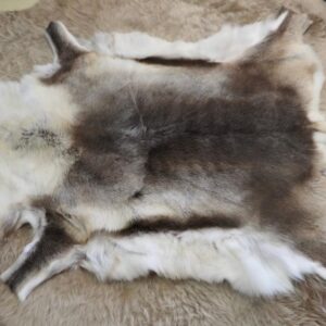 A Wonderful Reindeer - Traditionally farmed in Finland