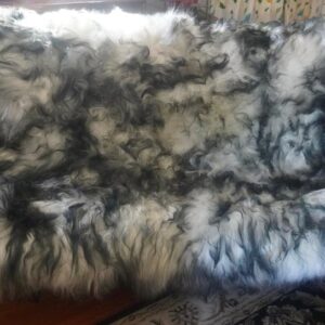 Genuine Dark Tipped 2000mm x 1750mm -Long Wool Icelandic Sheepskin Rug-  Just Naturally Amazing