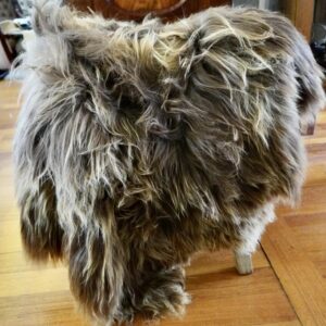 A Wild and Wooly Naturally Sun Bleached Brown Long Wool Icelandic Sheepskin Rug