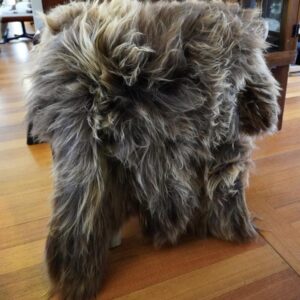Naturally Wild and Wooly  - A Totally Beautiful Long Wool Icelandic Sheepskin Rug