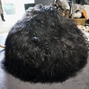 Amazing Natural Black Icelandic Long Wool Bean Bag - Awaken the Wild in You !!!