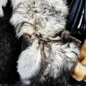Beautiful Wild Grey Tones  - A Beautiful Long Wool Icelandic Sheepskin Rug