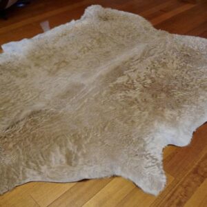 An Old Fashion Teddy Bear of A Hide - A Gorgeous Curly Coated  Premium Cowhide Rug
