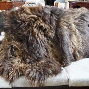 Sunkissed Natural Beauty  - A Stunning Long Wool Icelandic Sheepskin Rug