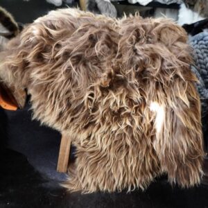Stunning Sun Kissed Long Wool Icelandic Sheepskin Rug - Naturally Beautiful Decor