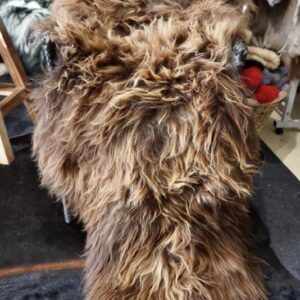 Make A Throne out of your Chair - This Rug Creates Legends - A Wild & Wonderful Double Length Icelandic Sheepskin Rug