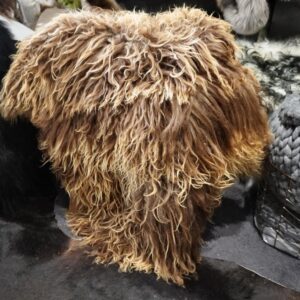 Rare & Beautiful Naturally Curly Sun Kissed Brown Icelandic Sheepskin Rug
