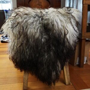 Striking Shades of Grey - A Stunning Naturally Curly Long Wool Icelandic Sheepskin Rug