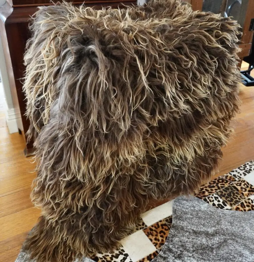 Beautiful Naturally Curly Sunkissed Double Long Wool Icelandic Sheepskin Rug
