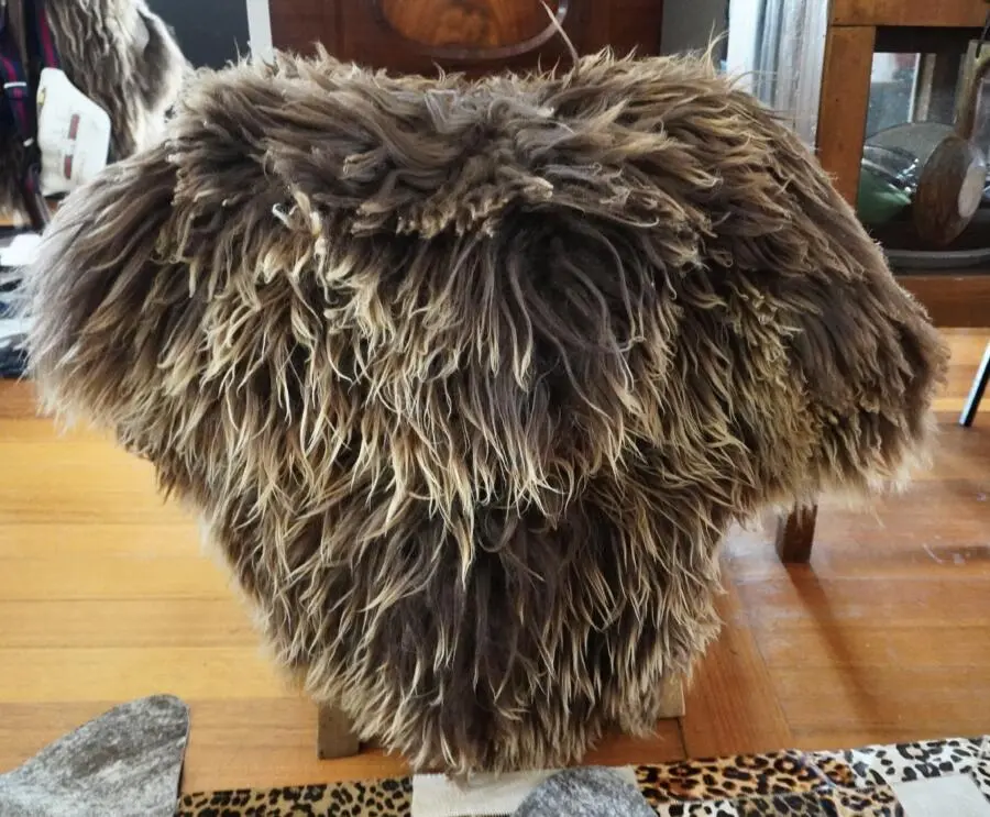 Sun Kissed Brown - A Beautiful Naturally Curly Double Long Wool Icelandic Sheepskin Rug