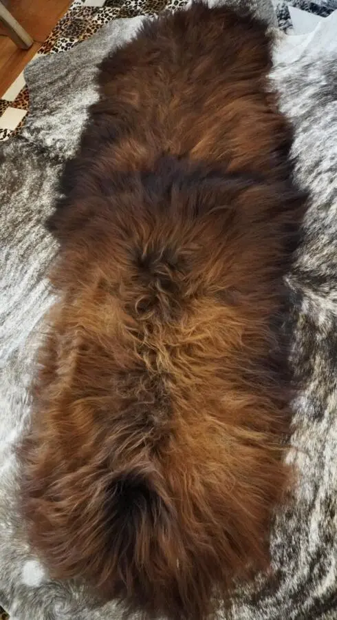 A Stunning black & Tan - Double Length Icelandic Sheepskin Rug