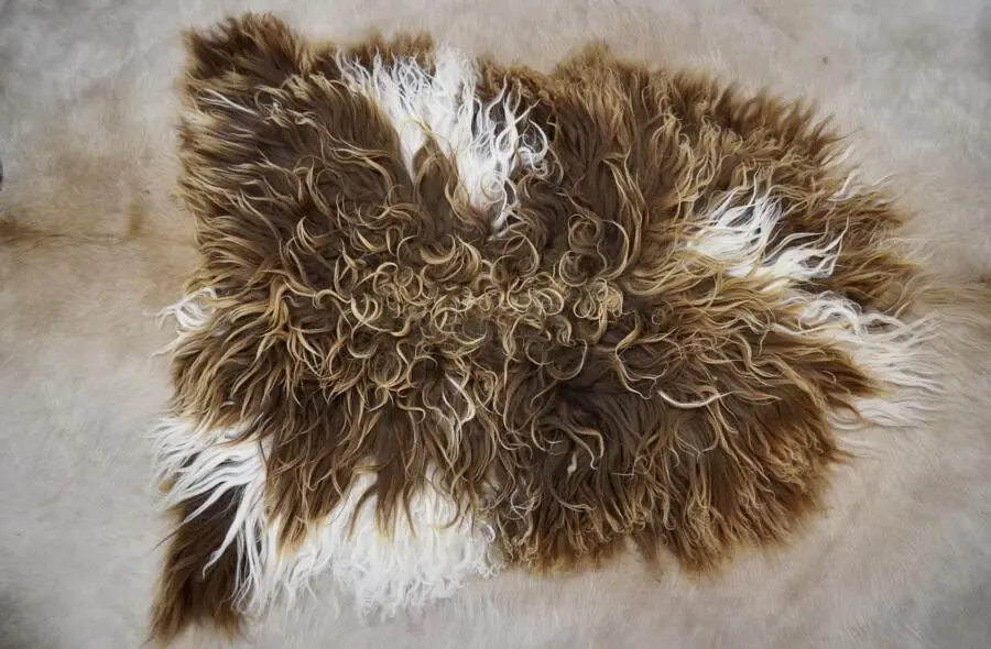 Naturally Curly Brown & White Long Wool Icelandic Sheepskin Rug