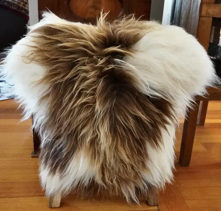 Beautiful Markings - A Stunning Brown & White Long Wool Icelandic Sheepskin Rug