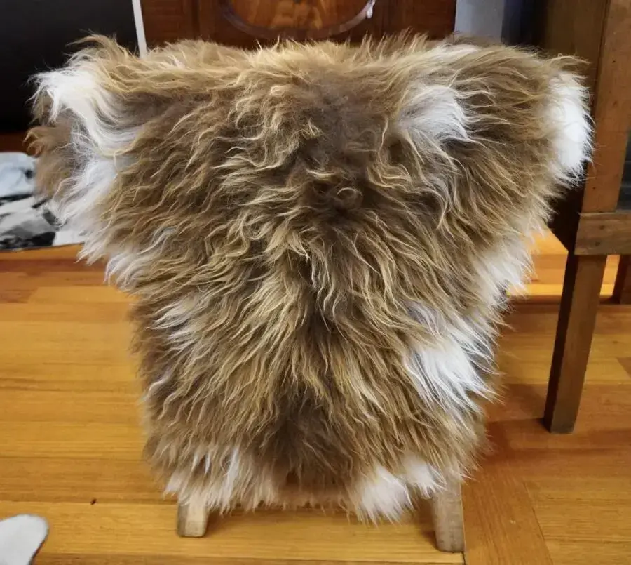 Golden Brown & White - A Stunning Icelandic Sheepskin Rug