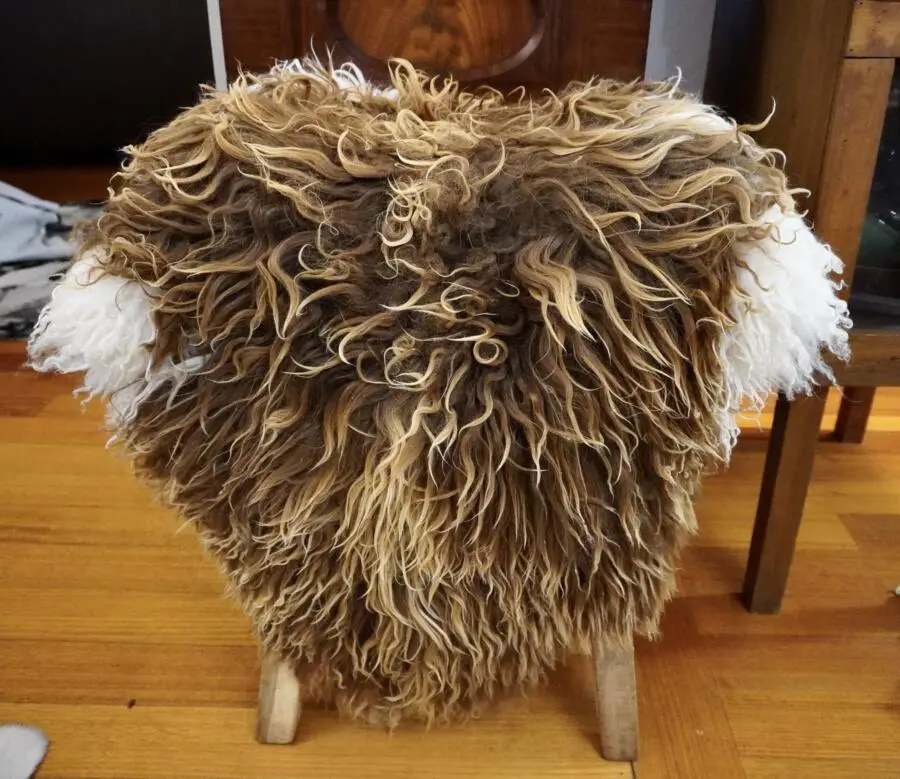 Beautiful in Brown & White - A Sunkissed Naturally Curly Long Wool Icelandic Sheepskin Rug