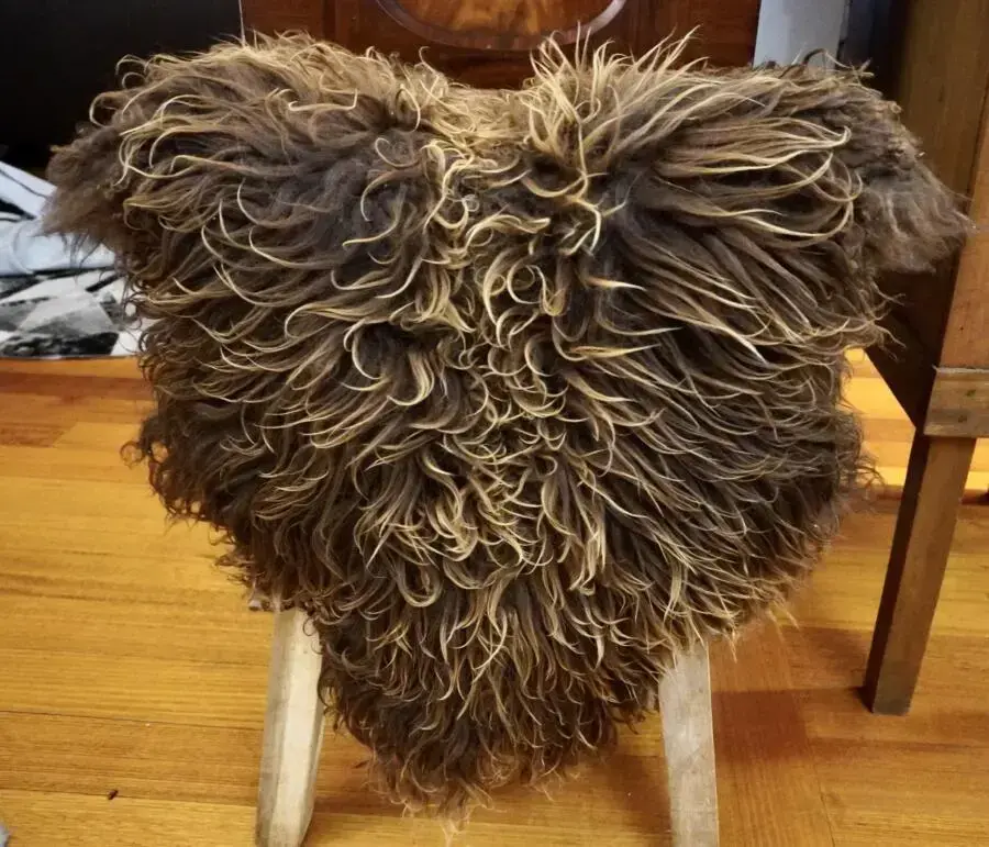 Shades of Brown - A Beautiful Long Wool Naturally Curly Icelandic Sheepskin Rug