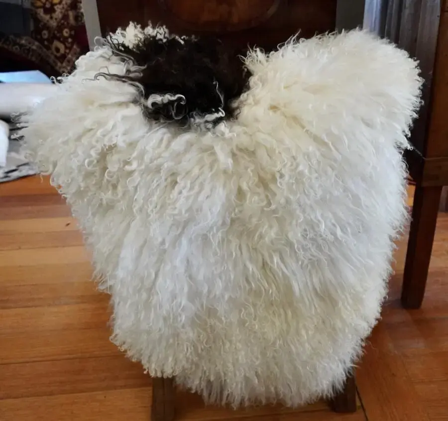 A Single Bold Black Spot - A Beautiful Naturally Curly Icelandic Sheepskin Rug