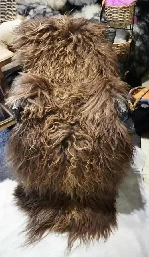 A Gorgeous SunKissed Natural Brown Double Length Icelandic Sheepskin Rug