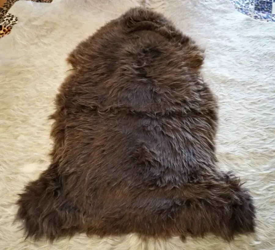 Beautiful Shades of Brown -A Swiss Mountain Sheep Sheepskin Rug