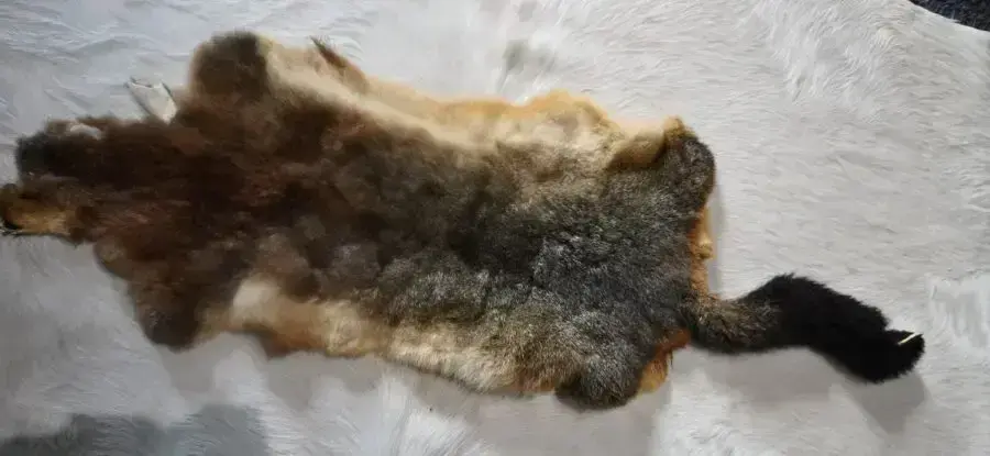 Beautiful Natural Hues - A Lovely Tasmanian Possum Pelt
